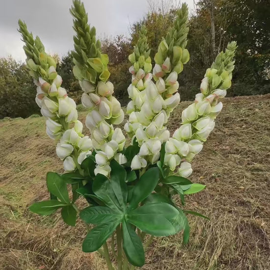Artificial Cream Lupin Flower Stem