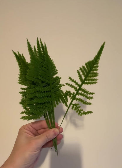Pack of 12 Small Asparagus Fern Leaves 17cm