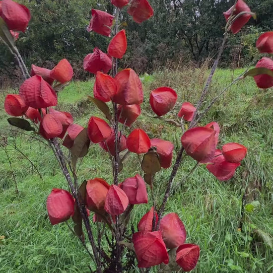 Artificial Chinese Lantern Branch