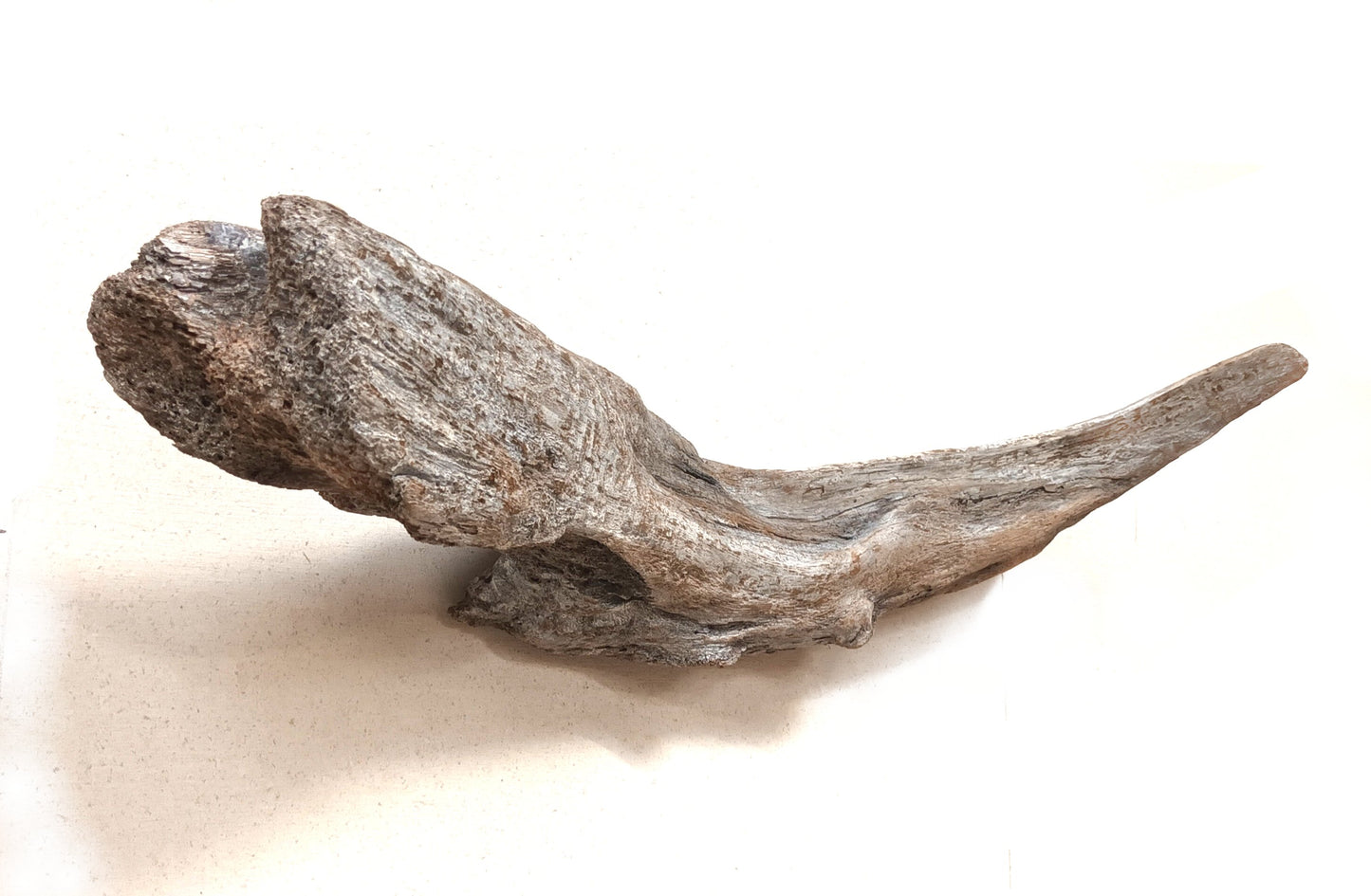 'Rustic Whale' Original Devon Driftwood Wall Art