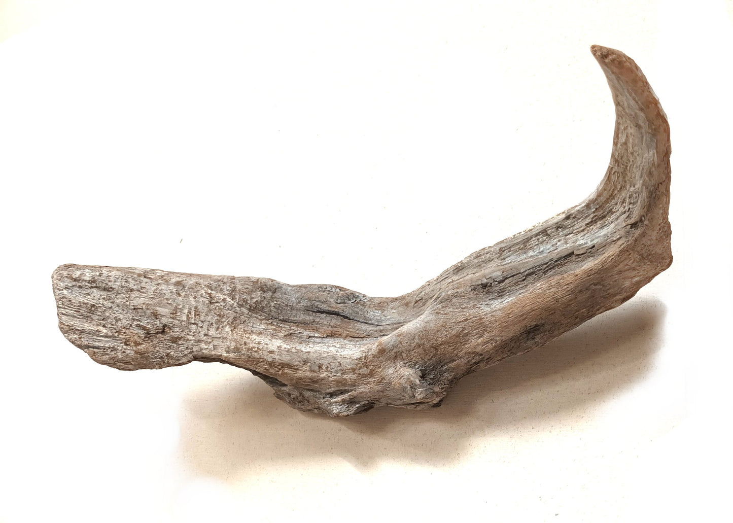 'Rustic Whale' Original Devon Driftwood Wall Art