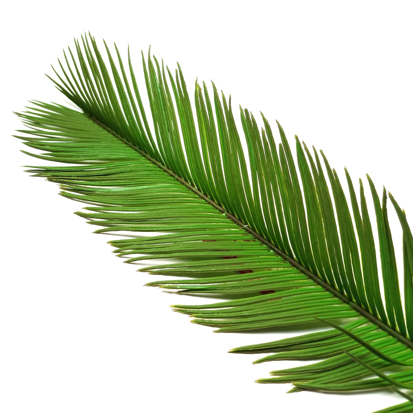 Artificial Cycas Palm Leaf
