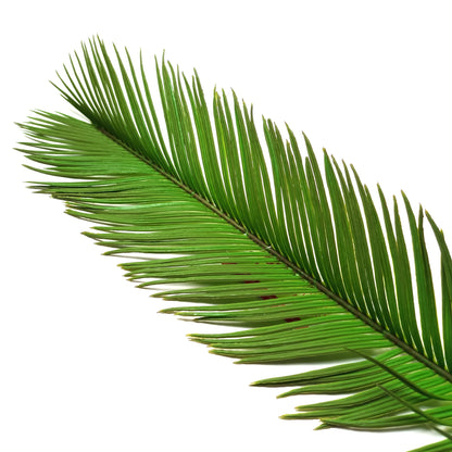 Artificial Cycas Palm Leaf